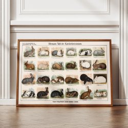 Kaninracer 1910 - Zoologisk planche