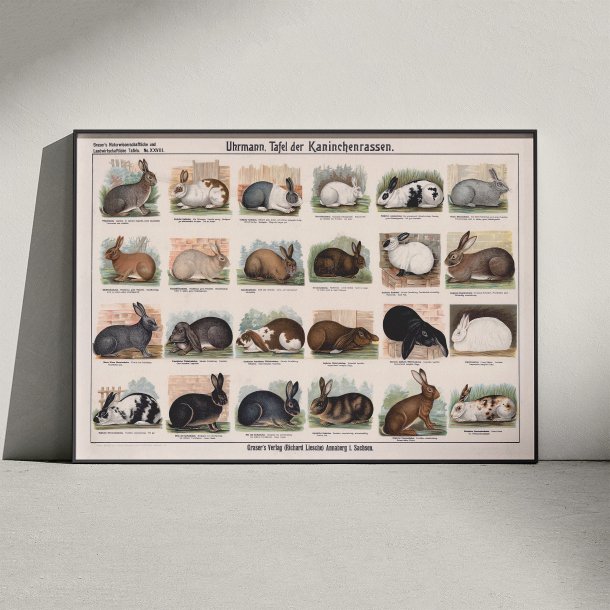 Kaninracer 1910 - Zoologisk planche