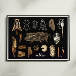 Bi 1910 - Zoologisk planche