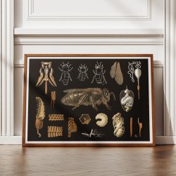 Bi 1910 - Zoologisk planche