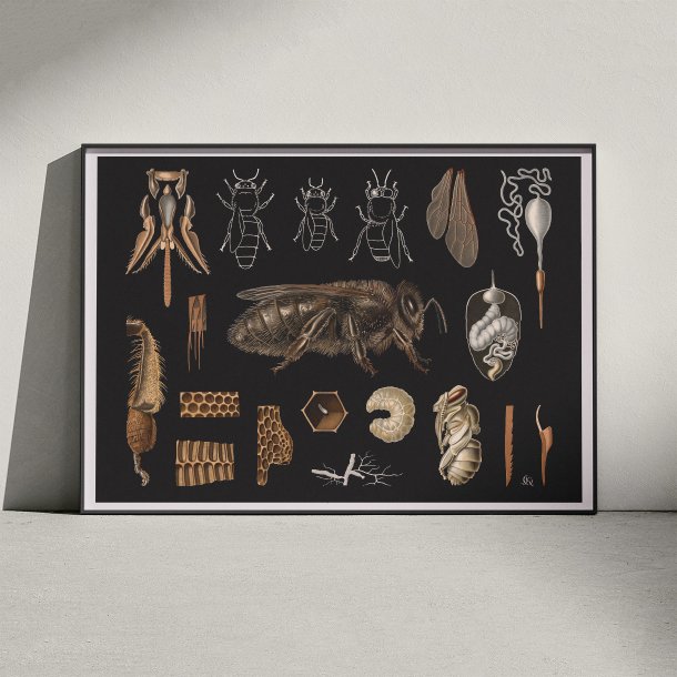 Bi 1910 - Zoologisk planche