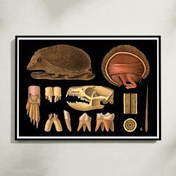 Pindsvin 1910 - Zoologisk planche