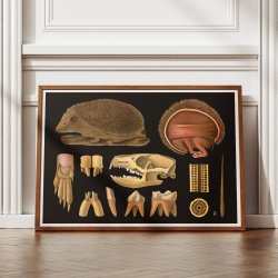 Pindsvin 1910 - Zoologisk planche