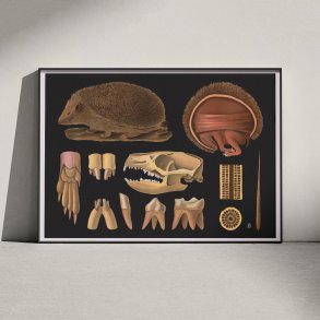 Pindsvin 1910 - Zoologisk planche