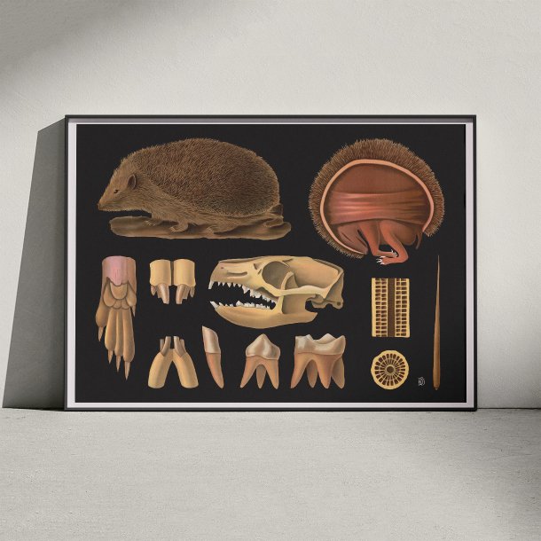 Pindsvin 1910 - Zoologisk planche