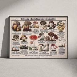 Giftige svampe 1909 - Botanisk planche