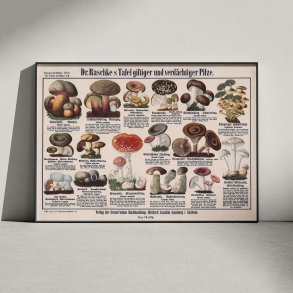 Giftige svampe 1909 - Botanisk planche