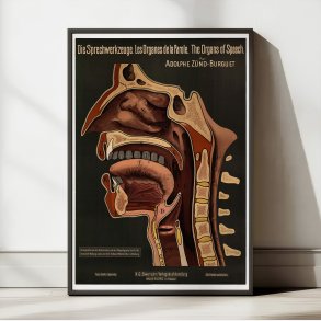 Taleorganerne 1910 - Anatomisk planche