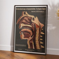 Taleorganerne 1910 - Anatomisk planche
