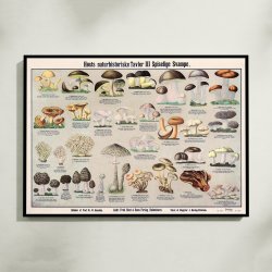 Spiselige svampe 1909 - Botanisk planche
