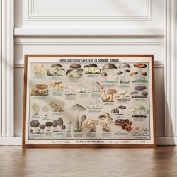 Spiselige svampe 1909 - Botanisk planche