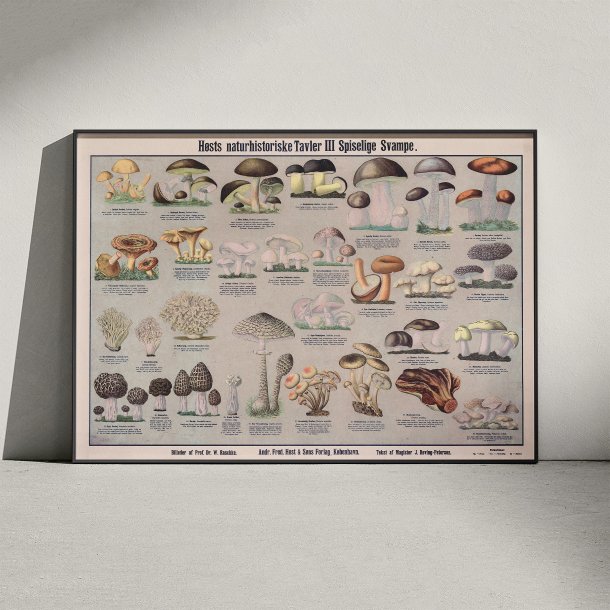 Spiselige svampe 1909 - Botanisk planche