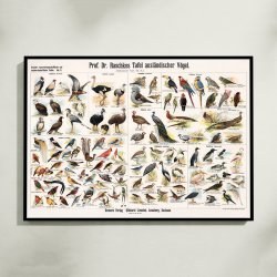 Udenlandske fugle 1910 - Zoologisk planche