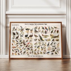 Udenlandske fugle 1910 - Zoologisk planche