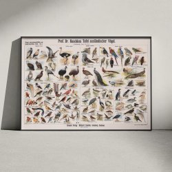 Udenlandske fugle 1910 - Zoologisk planche