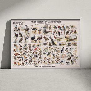 Udenlandske fugle 1910 - Zoologisk planche