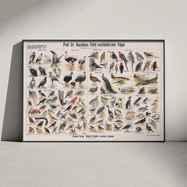 Udenlandske fugle 1910 - Zoologisk planche