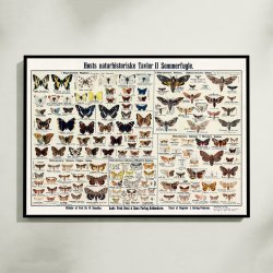 Insekter og sommerfugle 1910 - Zoologisk planche