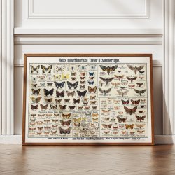 Insekter og sommerfugle 1910 - Zoologisk planche