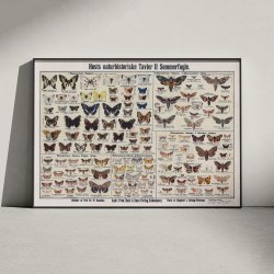 Insekter og sommerfugle 1910 - Zoologisk planche