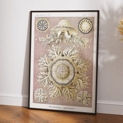 Skivegopler - Naturillustration af Ernst Haeckel fra 1904