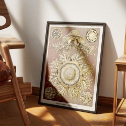 Skivegopler - Naturillustration af Ernst Haeckel fra 1904