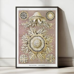 Skivegopler - Naturillustration af Ernst Haeckel fra 1904