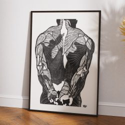 Mandens muskler II - Anatomisk planche fra 1920