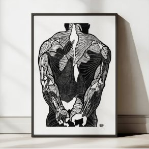 Mandens muskler II - Anatomisk planche fra 1920