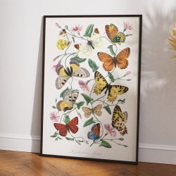 Sommerfugle og natsv�rmere - Naturillustration fra 1842