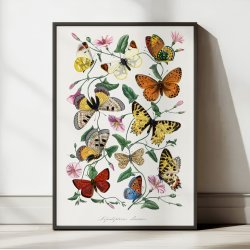 Sommerfugle og natsv�rmere - Naturillustration fra 1842