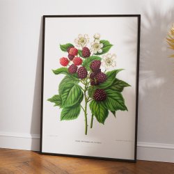 Bromb�r - Botanisk planche fra 1879