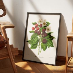 Bromb�r - Botanisk planche fra 1879