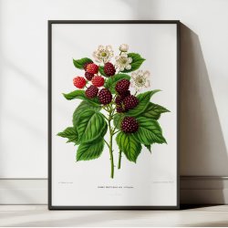Bromb�r - Botanisk planche fra 1879