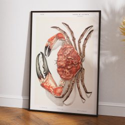 Tasmansk k�mpekrabbe - Naturillustration fra 1890