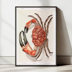 Tasmansk k�mpekrabbe - Naturillustration fra 1890
