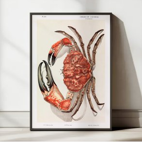 Tasmansk k�mpekrabbe - Naturillustration fra 1890