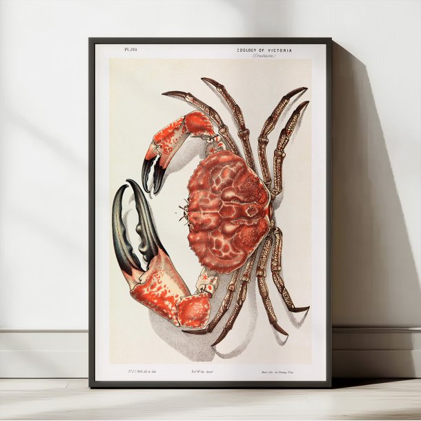Tasmansk k�mpekrabbe - Naturillustration fra 1890