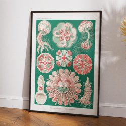 Skivegopler - Naturillustration af Ernst Haeckel fra 1904
