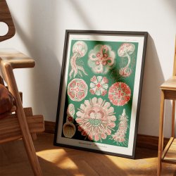 Skivegopler - Naturillustration af Ernst Haeckel fra 1904