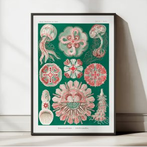 Skivegopler - Naturillustration af Ernst Haeckel fra 1904
