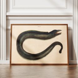 Mur�ne - Naturillustration af Mark Catesby fra 1740
