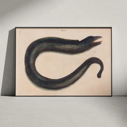Mur�ne - Naturillustration af Mark Catesby fra 1740