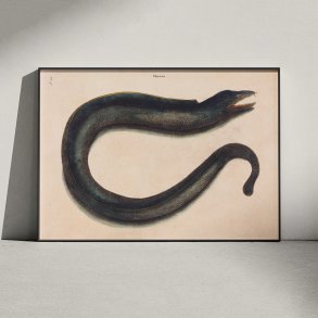 Mur�ne - Naturillustration af Mark Catesby fra 1740