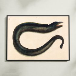 Mur�ne - Naturillustration af Mark Catesby fra 1740