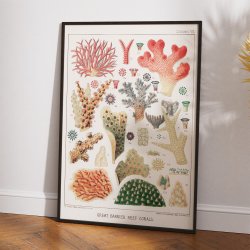 Koraller fra Great Barrier Reef - Naturillustration fra 1893