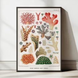 Koraller fra Great Barrier Reef - Naturillustration fra 1893