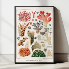 Koraller fra Great Barrier Reef - Naturillustration fra 1893
