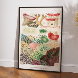 Koraller fra Great Barrier Reef II - Naturillustration fra 1893