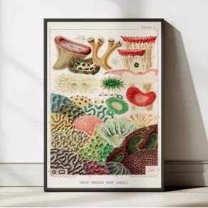Koraller fra Great Barrier Reef II - Naturillustration fra 1893